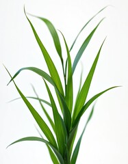 Obraz premium Bright green grass blades grow upward against white backdrop. Thin, long leaves fan out with visible veins, conveying natural growth and simplicity.