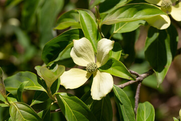 Cornus Capitata tree aka the evergreen dogwood and himalayan strawberry tree. Large white flowers on a tree in the garden.