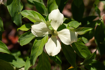 Obraz premium Cornus Capitata tree aka the evergreen dogwood and himalayan strawberry tree. Large white flowers on a tree in the garden.
