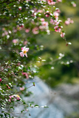 鎌倉251116　光則寺10　山茶花