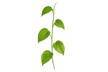 Green plant vine displaying fresh leaves, ideal for growth, nature, environment, and ecological designs. Transparent background