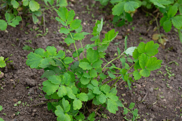 Chelidonium majus, the great celandine, is a medicinal plant that grows in the garden. Young green celandine leaves.