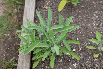 Green leaves of Salvia officinalis. the common sage. a perennial, evergreen subshrub. Young green leaves of a medicinal plant in the garden.