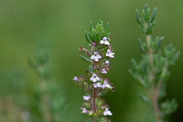 Thymus vulgaris or common thyme. Flowering thyme in the wild.