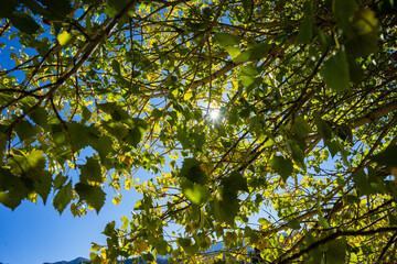 Green Leaves on Cottonwood Tree in California