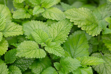 Green leaves of lemon balm melissa officinalis plant in the mint family. Close-up of young leaves of a medicinal plant in a garden.