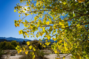 Yellow and Green Cottonwood Leaves on Tree