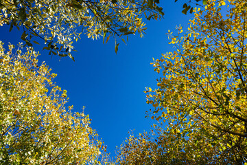 Golden Leaves on Cottonwood Tree in Southern California