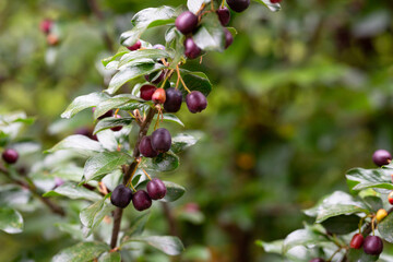 Dark-fruited cotoneaster (Cotoneaster melanocarpus) with ripe pomes