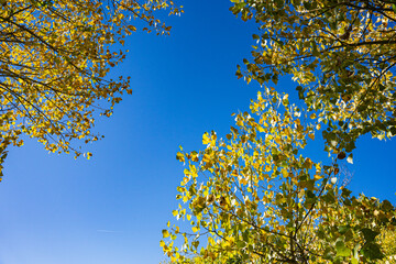 Cotton Wood Tree Branches with Leaves