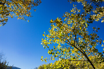 Branches from Yellow Cottonwood Leaves in California