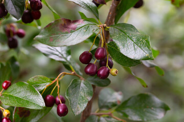 Dark-fruited cotoneaster (Cotoneaster melanocarpus) with ripe pomes