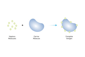 Hapten Conjugation Process Science Design. Vector Illustration.