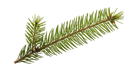 Close up of a green pine branch with sharp needles and small buds, isolated on a white or transparent background, cutout, PNG
