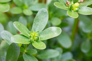 Portulaca oleracea (common purslane, verdolaga, pursley) in field. It is used as traditional Chinese medical herbal, which has cooling and detoxification effect.