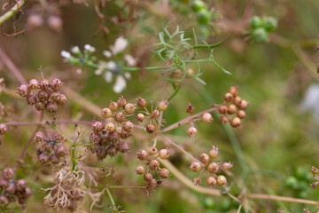 The fruits of the medicinal plant Pimpinella Anisum in the garden on a branch, selective focus.