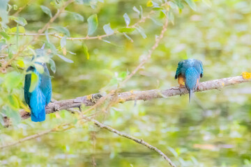 Eisvogel