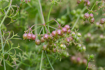 The fruits of the medicinal plant Pimpinella Anisum in the garden on a branch, selective focus.