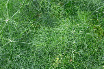 Green leaves of fennel or dill or Foeniculum in the garden. Fennel fruits and essential oil are used in cooking as a spicy seasoning. Green fennel leaves are added to salads.