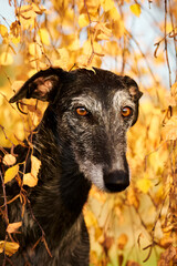 herbstliches Portrait von einem spanischen Windhund