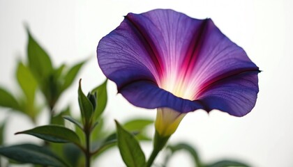 Purple morning glory flower with pink and white center on green stem and leaves on white background. Beautiful blooming trumpet shaped flower. Fresh vibrant purple flower with green foliage.
