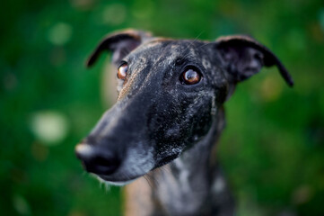 niedliches Portrait von einem jungen Windhund