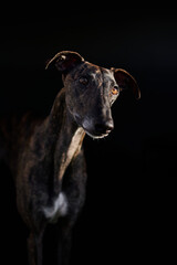 Portrait eines Windhundes vor schwarzem Hintergrund