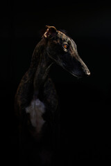 Portrait eines Windhundes vor schwarzem Hintergrund