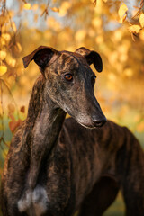 herbstliches Portrait von einem spanischen Windhund