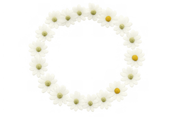 Daisy flower wreath creating a round decorative frame with white petals and yellow centers, transparent background