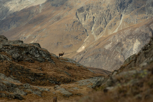 Silhouette Of Ibex On Rocky Outcropping