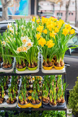 Sale of potted yellow and white daffodils stand in rows at an outdoor market, showing fresh spring...