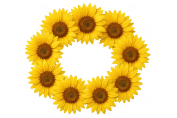 Sunflower wreath creating a vibrant yellow floral frame, celebrating nature with a circular border on transparent background