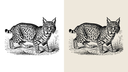 Vintage Bobcat Engraving