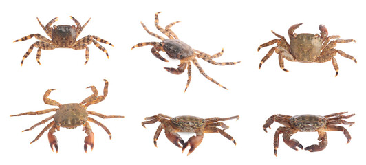 Fresh crab isolated on white, set. Sea food