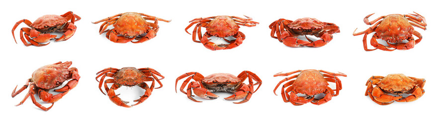 Cooked crab isolated on white, set. Sea food