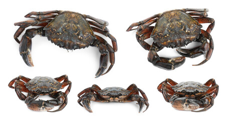 Fresh crab isolated on white, set. Sea food