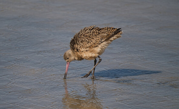 Marbled godwit (Limosa fedoa) wading in shallow coastal water at low tide, probing wet sand with long bill. Reflection, natural light, clear detail. 