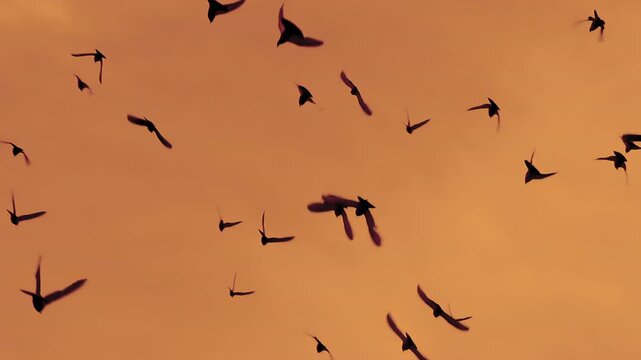 Flock of Birds in the Dramatic Sky. A flock of black birds in the dramatic sky. Gradually increasing the number of birds. Slow Motion