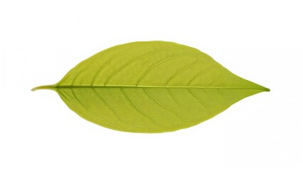 Obraz premium A single green leaf with visible veins, isolated on a white background.