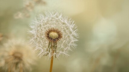 Fototapeta premium Dandelion seed head in focus, with a blurred background, showcasing the intricate structure of the seed dispersal. Nature and botanical concepts.
