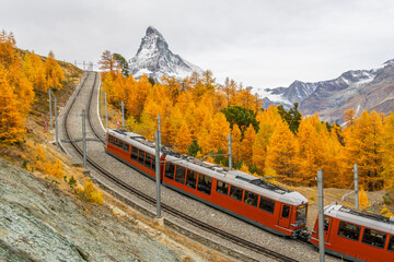 Gornergrat Cog Railway Red Train, Matterhorn Mountain and Yellow Golden Larches in Autumn. Fall Colors. Swiss Alps. Zermatt, Valais, Switzerland