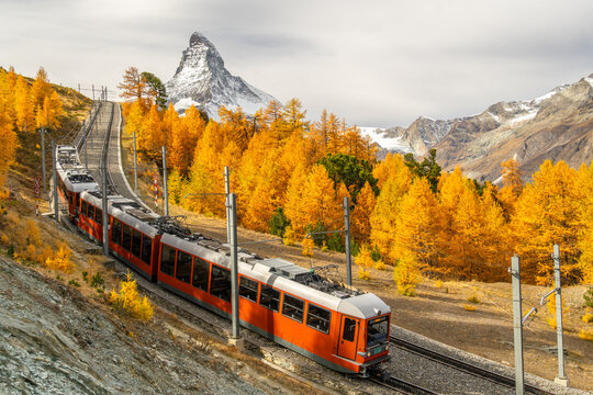 Gornergrat Railway Train, Matterhorn Mountain and Yellow Golden Larches in Autumn. Fall Colors. Swiss Alps. Zermatt, Valais, Switzerland