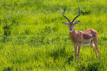 Impala with impressive horns stands in lush green grass.