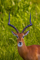 Majestic impala with striking horns gazes directly, framed by vibrant green foliage.