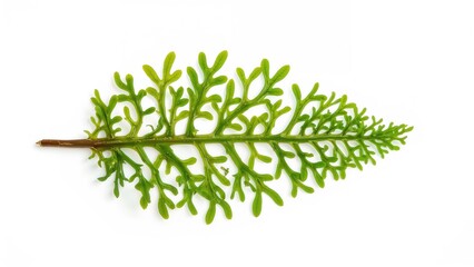 Obraz premium Bright green seaweed leaf with intricate branching pattern on a white background.