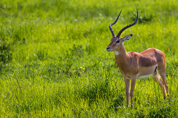 A male impala with impressive ridged horns stands in a vibrant green grassy field.