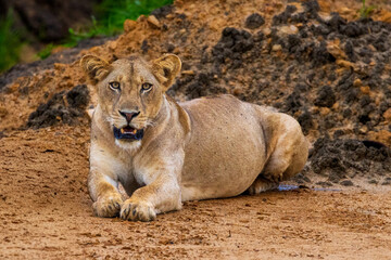 A lioness lies on sandy ground, looking directly at the camera.