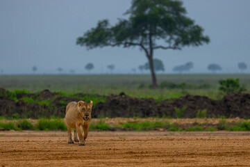 A lioness walks on a dirt path in a savanna landscape under a hazy sky.