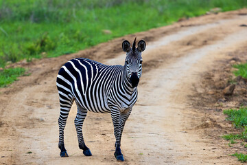 A zebra stands on a dirt road with green foliage in the background.
